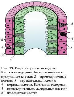 Кракен магазин kraken clear com